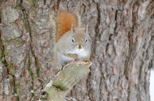 Red Squirrel © Rod MacPherson