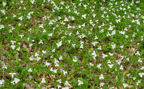 Trillium Flowers in Ontario, Canada