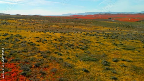 Aerial footage of the poppies, in the antelope valley, near the reserve. photo