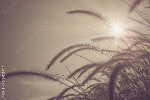 Beautiful grass flowers in green field with sunlight in the background in the summer seasonal. (Soft focus)