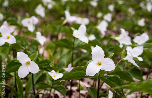 Trillium Flowers in Ontario  Canada