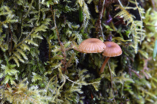 Brown Tree Mushroom Duo 03