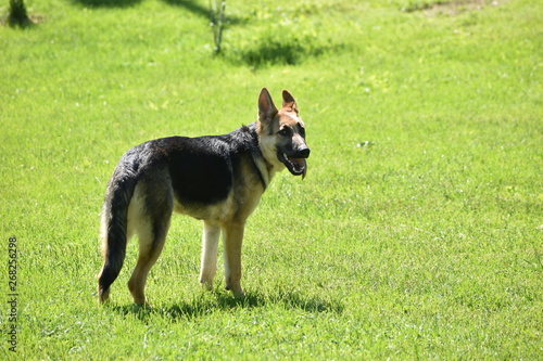 german shepherd puppy in grass