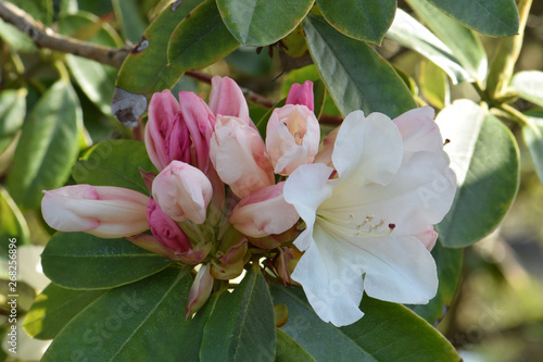 Rhododendron Blossom Buds 01