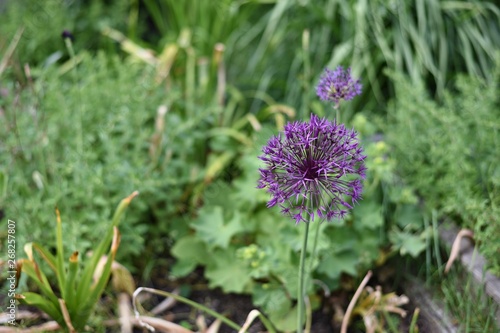 Chive flower - purple