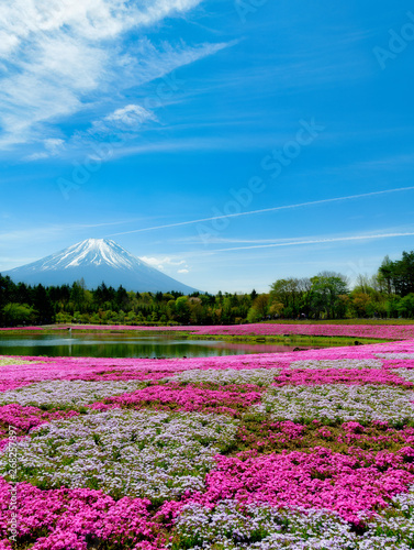 富士芝桜まつり