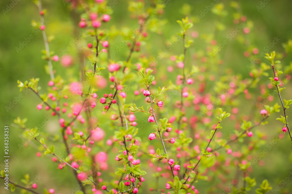 sakura, beautiful cherry blossom buds in springtime. Close up spring Pink cherry flowers buds background.