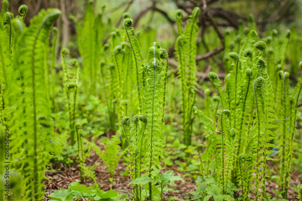 Obraz premium Beautyful young ferns leaves green foliage growing in spring forest. natural floral fern background
