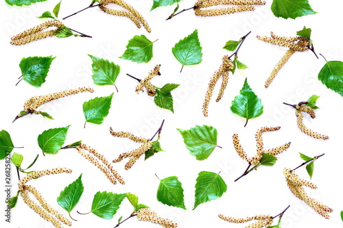 Natural yellow birch catkins and green young birch leaves in chaotic order on white background