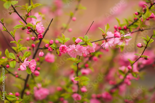 sakura, beautiful cherry blossom in springtime. Close up spring Pink cherry flowers background. © Aleksandra