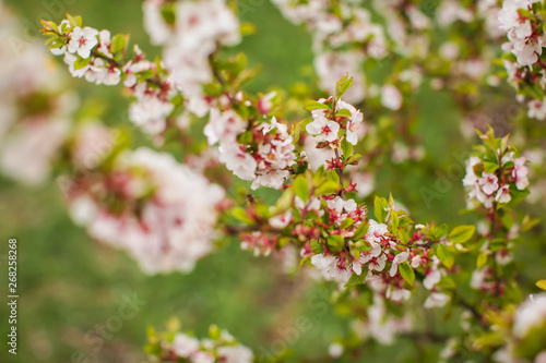 White with pink flowers of the cherry blossoms on a spring day in the park. © Aleksandra