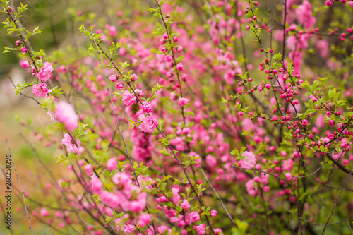 sakura  beautiful cherry blossom in springtime. Close up spring Pink cherry flowers background.