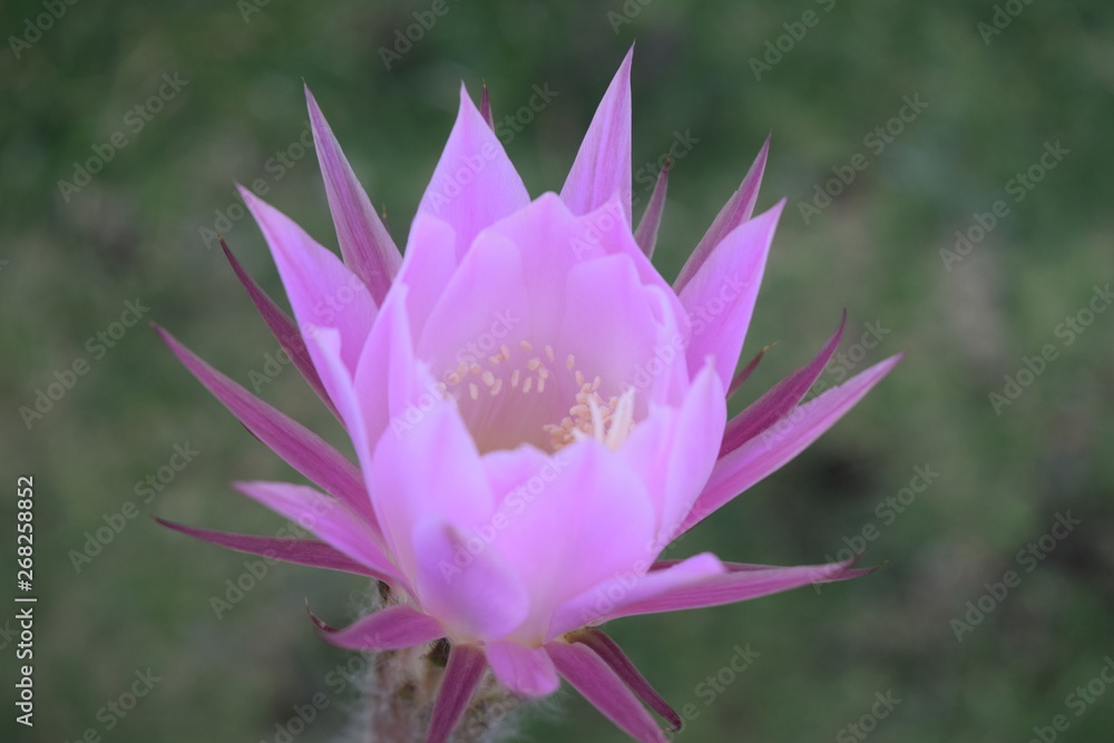 Flor desértica de cactus color rosa Stock Photo | Adobe Stock