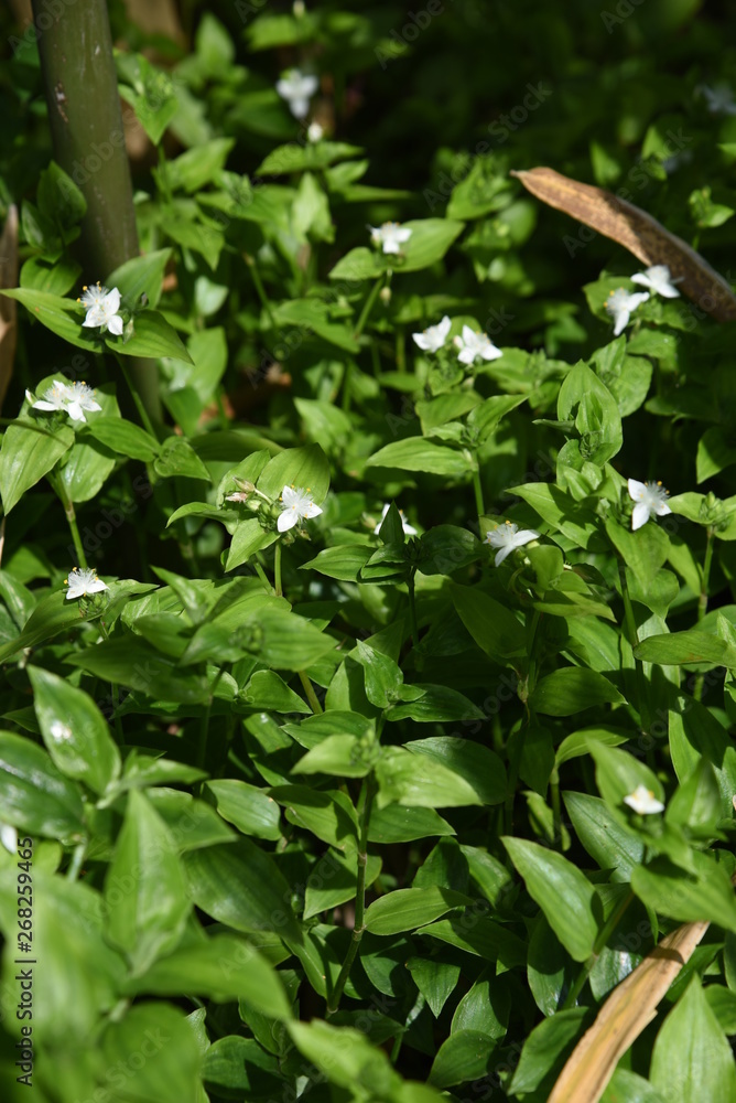 Tradescantia fluminensis (Green wondering Jew)