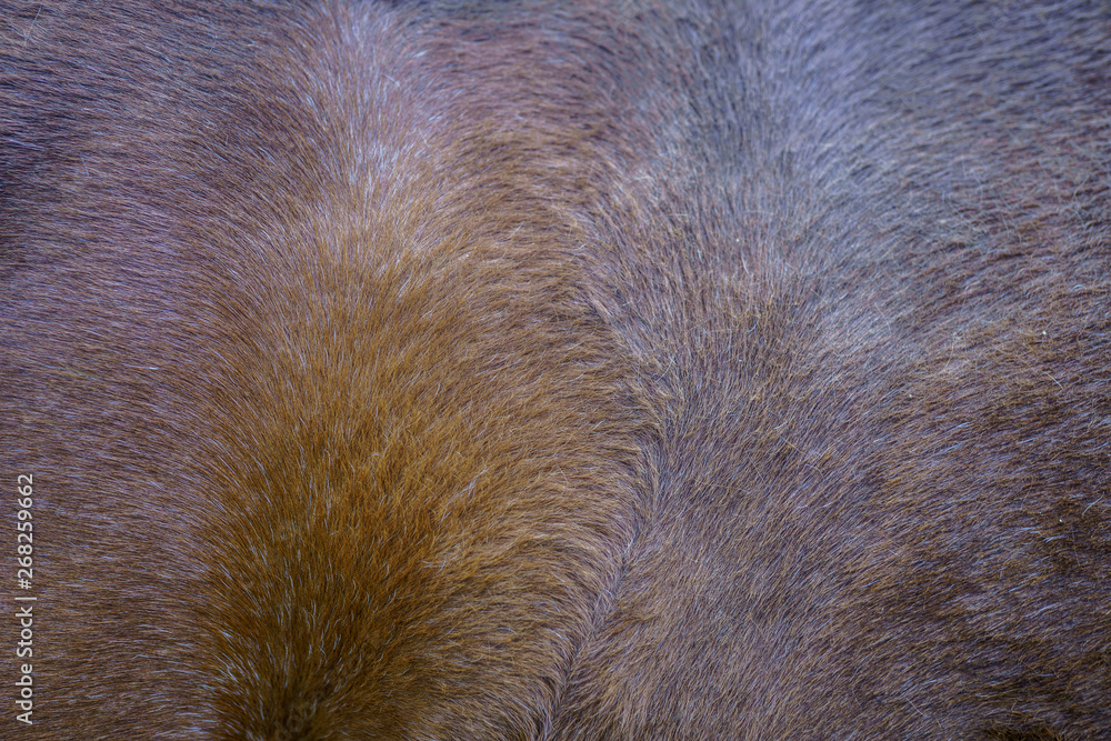 Close up of the brown fur of the a horse Close up of the brown fur of the a horse