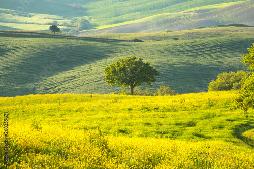 A lonely tree. Val d'Orcia landscape in spring. Hills of Tuscany. Cypresses, hills, yellow rapeseed fields and green meadows. Val d'Orcia, Siena, Tuscany, Italy - May, 2019. © Marco Ramerini