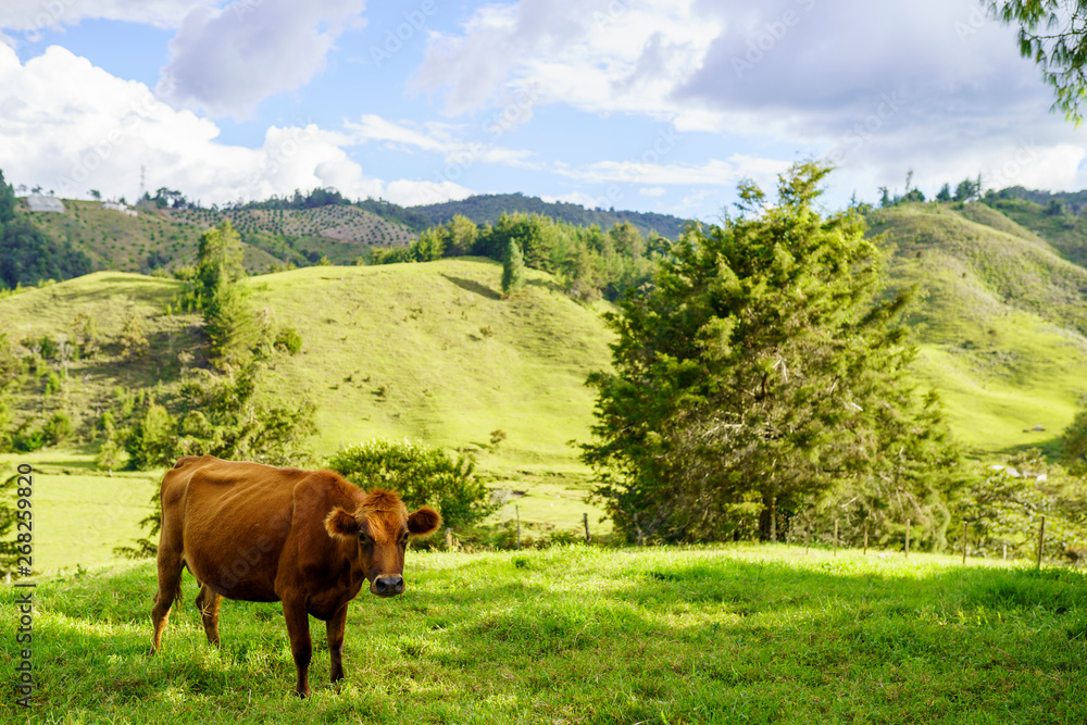 Naklejka premium Cow in a beautiful green landscape staring directly to the camera with a blue sky and some whit clouds