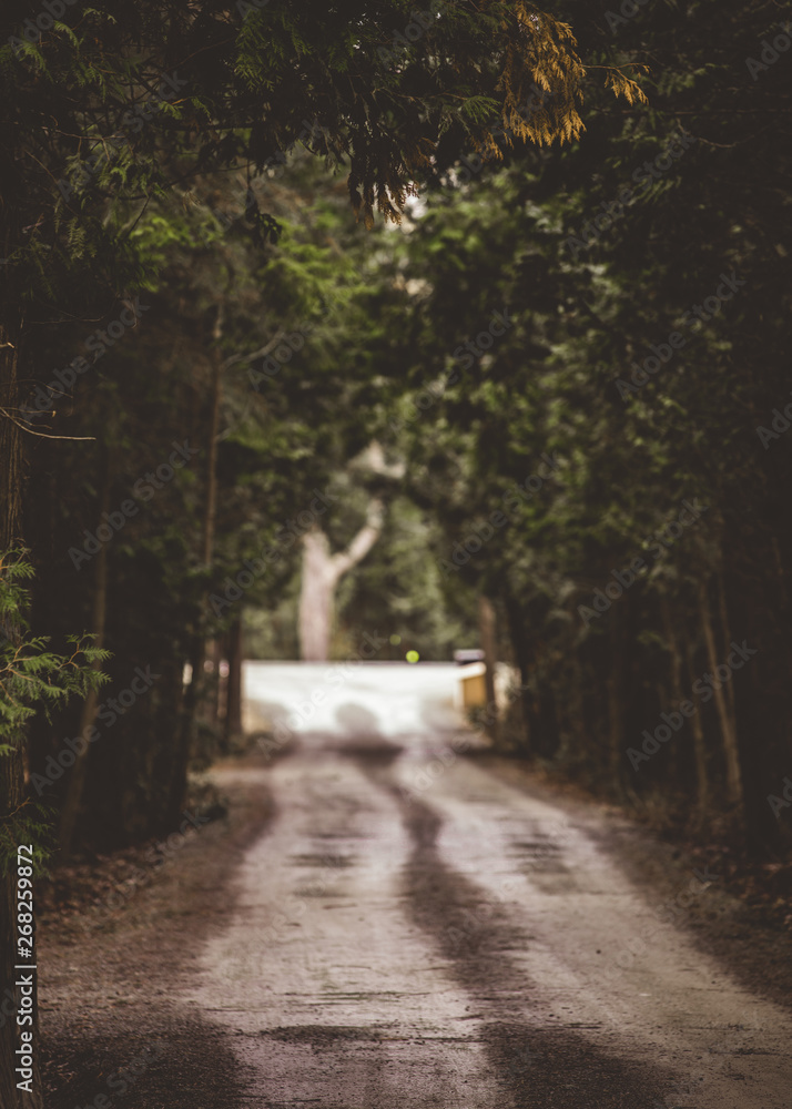 Fototapeta premium Tree tunnel