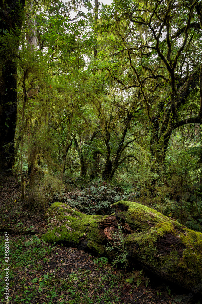 Rainforest on the road to Beauchamp Falls, Great Otway National Park, Australia Rainforest on the road to Beauchamp Falls, Great Otway National Park, Australia