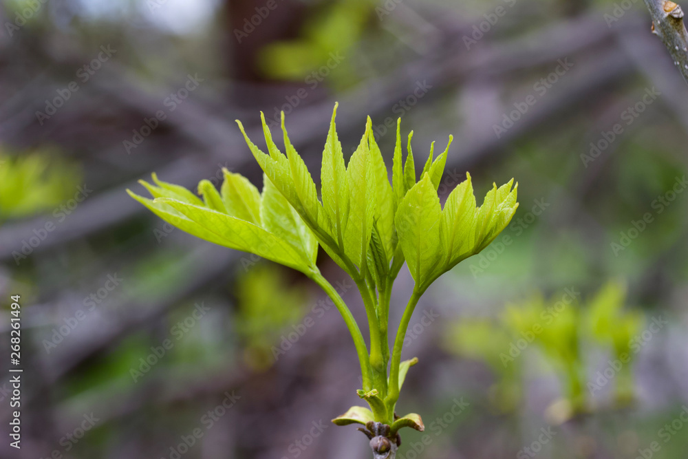 Macro abstract view of young emerging leaves on a green ash tree in spring Macro abstract view of young emerging leaves on a green ash tree in spring