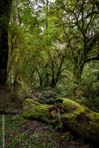 Rainforest on the road to Beauchamp Falls, Great Otway National Park, Australia © Colin