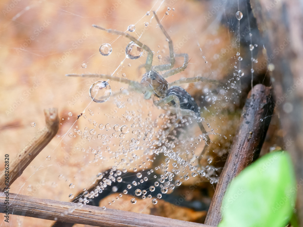 Water droplets on a spider web in nature. Dew on a spider web. a spider Water droplets on a spider web in nature. Dew on a spider web. a spider
