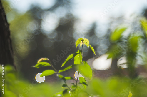 Green petals close-up in nature. The onset of summer in nature. close up of the green flower in early spring