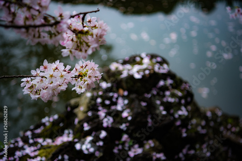 東京都新宿区の日本庭園の池の端に咲く桜と散った桜の花びら