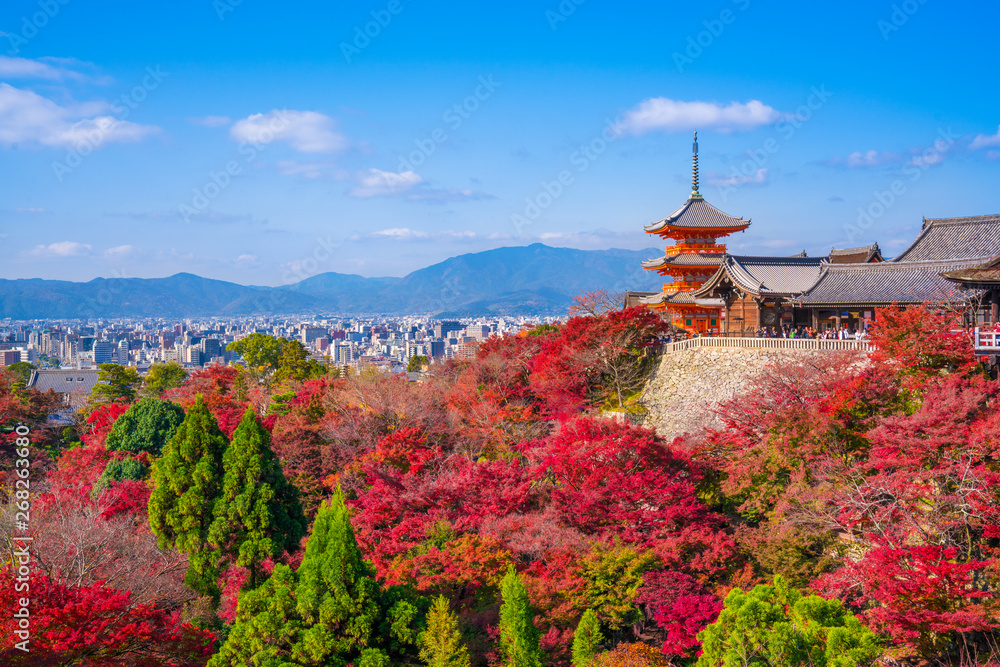 Fototapeta premium Jesienne liście w świątyni Kiyomizu w Kioto