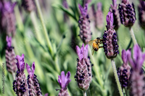 Honey bee in the labender photo