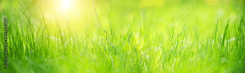Green grass abstract blurred background. beautiful juicy young grass in sunlight rays. green leaf macro. Bright fresh Summer or spring nature background. Panoramic banner. soft selective focus