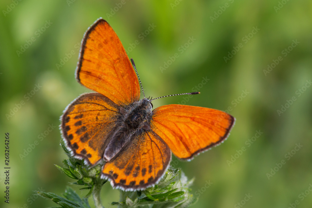 close up of lesser fiery copper butterfly in green grass close up of lesser fiery copper butterfly in green grass