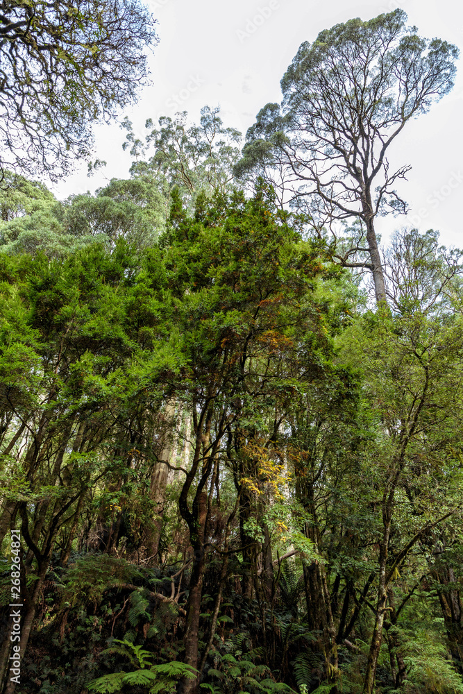 Road to Beauchamp Falls, Great Otway National Park, Victoria, Australia Road to Beauchamp Falls, Great Otway National Park, Victoria, Australia