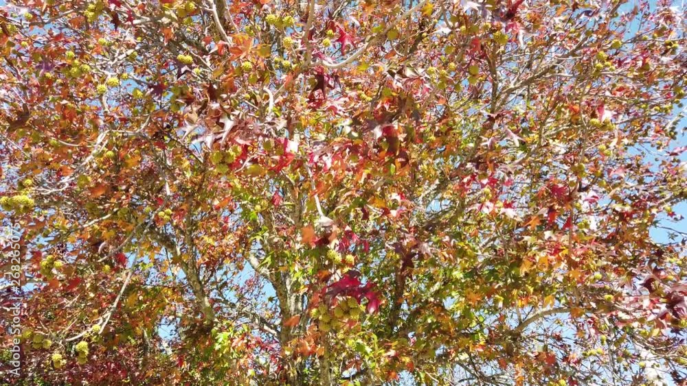 Spectacular spectrum of colours on these autumn trees and leaves Spectacular spectrum of colours on these autumn trees and leaves