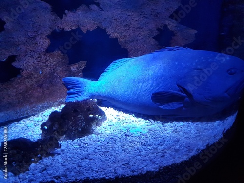 Canvastavla fish