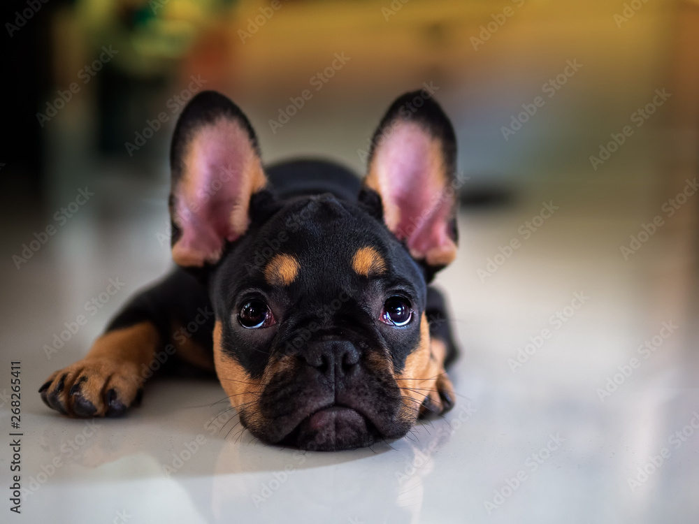 Puppy french bulldog lying down to looking.