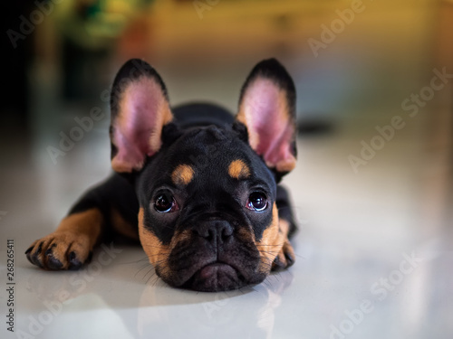 Puppy french bulldog lying down to looking. © Amarinj