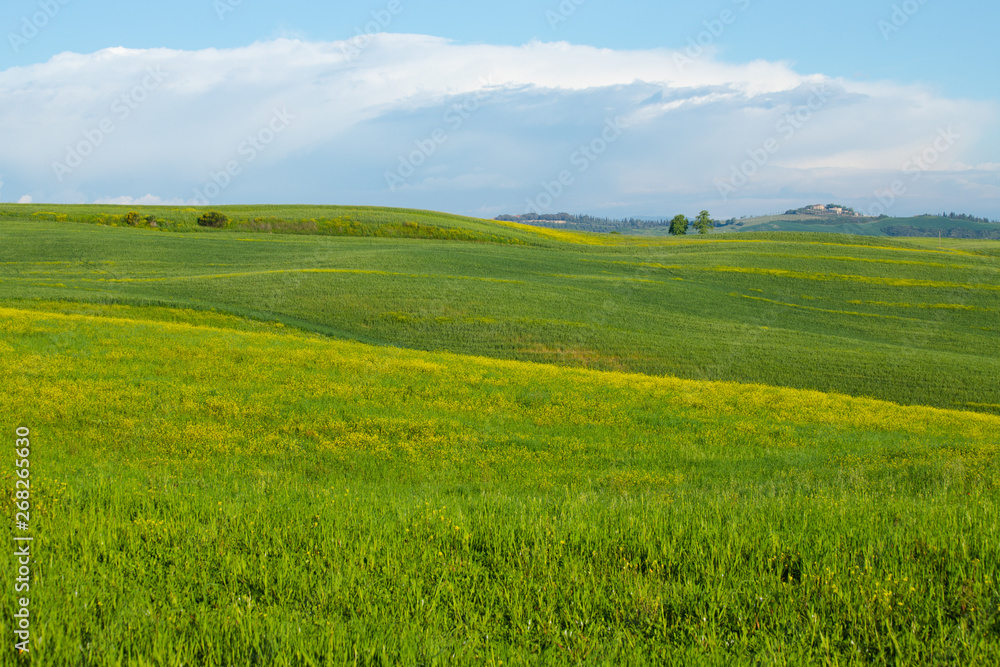 Val d'Orcia landscape in spring. Hills of Tuscany. Cypresses, hills, yellow rapeseed fields and green meadows. Val d'Orcia, Siena, Tuscany, Italy - May, 2019.