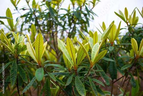 Loquat leaves new in spring.