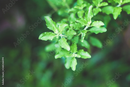  Basil  green leaves  spices  yes  for stir-fry  cook plants in nature