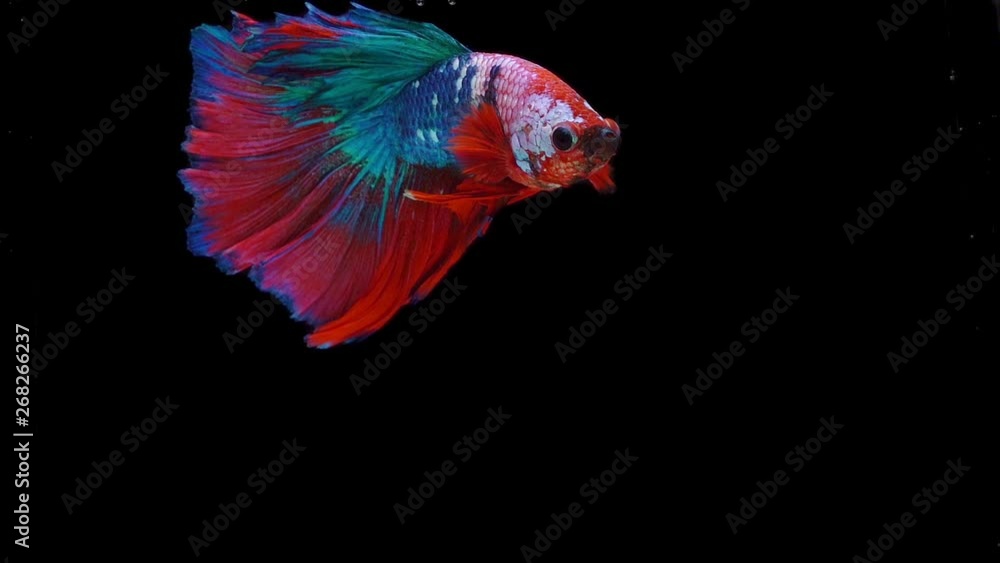 Super slow motion of Siamese fighting fish (Betta splendens), well known name is Plakat Thai Super slow motion of Siamese fighting fish (Betta splendens), well known name is Plakat Thai