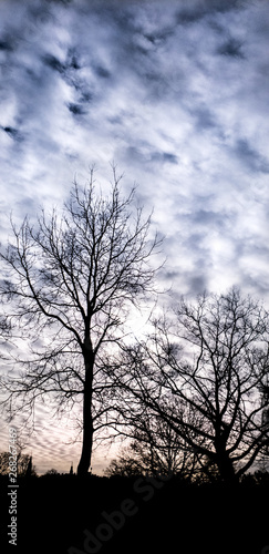 Tree Clouds