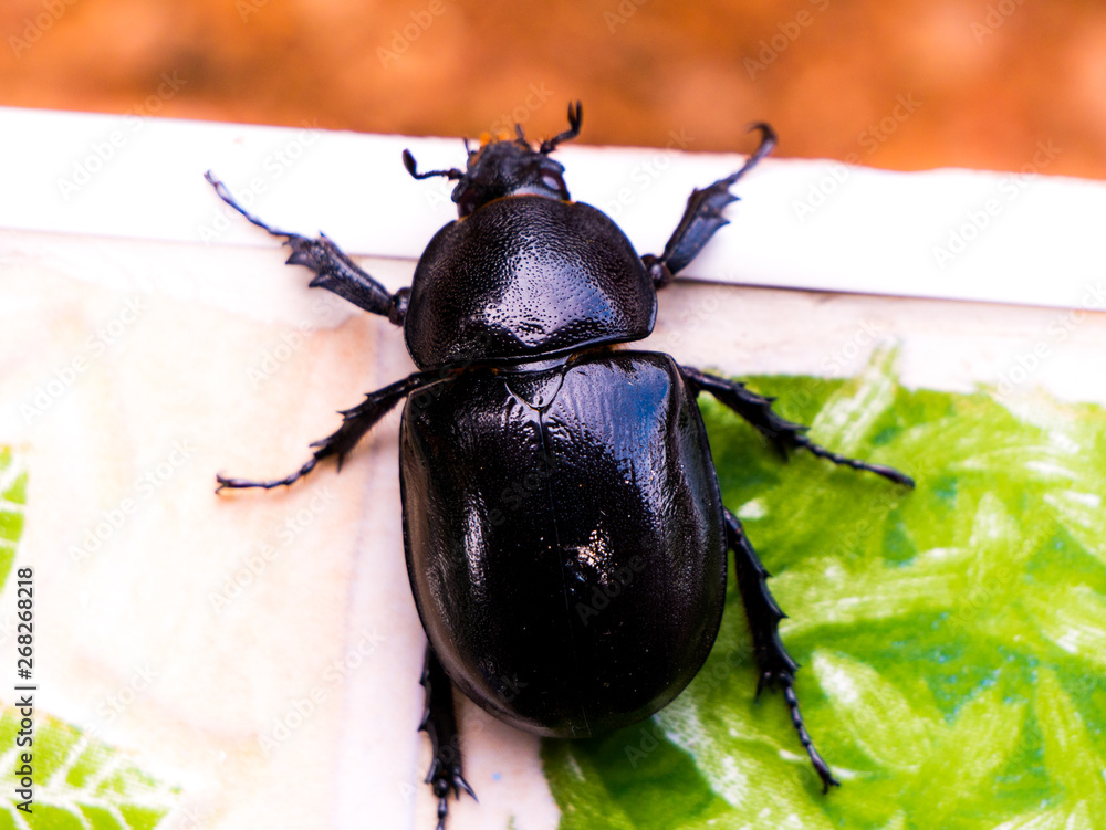 Dung Beetle on the ground Dung Beetle on the ground