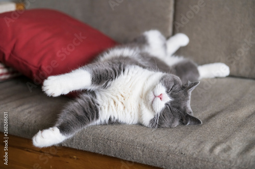 Fotografie Cute british shorthair sleeping on the couch