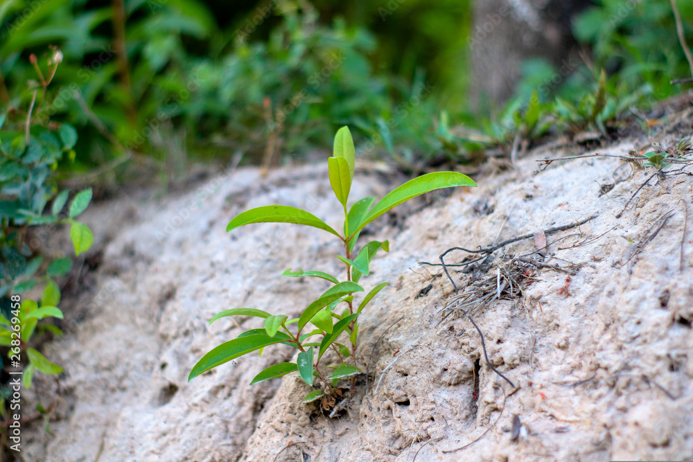 Photographs of small trees in the mountains and grasses around the green trees Photographs of small trees in the mountains and grasses around the green trees