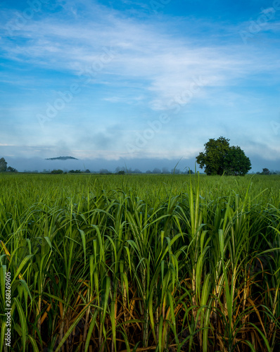 View of Morning Sugarcane of Wichian Buri District , Phetchabun Province October 21 2018