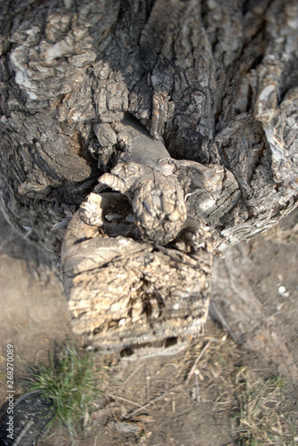 trunk of tree