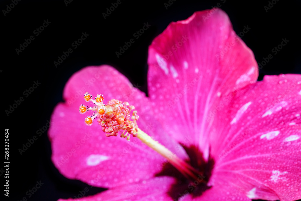 Pink hibiscus flower on black background. Pink hibiscus flower on black background.