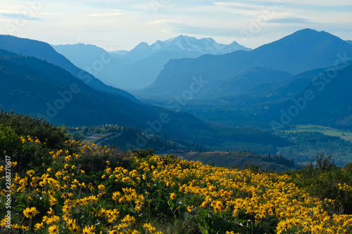 Alpine meadows with arnica flowers in full bloom and view of North Cascade Mountains and valley. Sun Mountain Lodge. Winthrop. Washington. United States.
