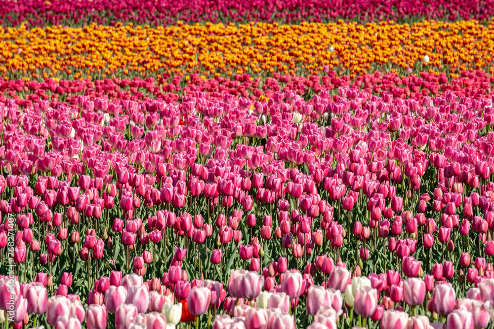 big field of tulips on flower festival in british columbia canada.